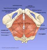Innervation Of Pelvic Floor Muscles Pictures