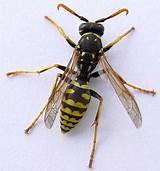 Pictures of Purpose Of A Wasp