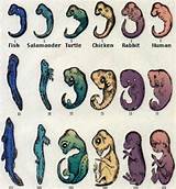 Theory Of Evolution Animals Images