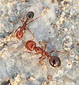 Images of North Carolina Fire Ants