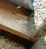 Photos of Bees Nest In Roof Eaves