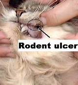 Images of Rodent Lip