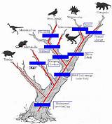 Photos of A Summary Of Darwins Theory Of Evolution