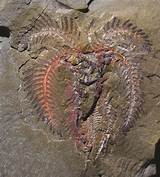 Images of Fossils Are Found Only In