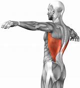 Pictures of Muscle Exercises Latissimus Dorsi