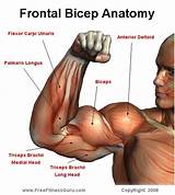 Bicep Tendon Surgery Recovery Pictures