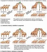 Images of Lamarck Theory Evolution Summary