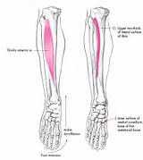 Images of Tibialis Anterior Muscle Strengthening Exercises
