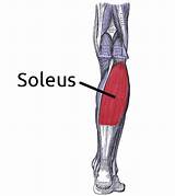 Soleus Muscle Strengthening Images