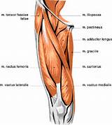 Pictures of Upper Leg Muscle Strengthening Exercises