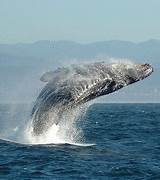 Pictures of Monterey California Whale Watching Season