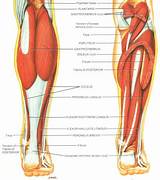 Photos of Front Calf Muscle Exercise