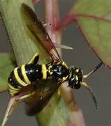 Images of Yellow And Black Wasp