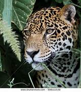 Photos of Jaguar Amazon Rainforest