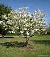 Flowering Dogwood Tree Facts Pictures