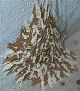 Photos of Washington Termites