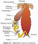 Pictures of Termite Digestive System