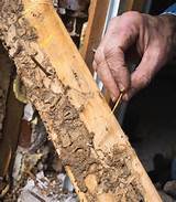 Pictures of Termite Infestation Treatment
