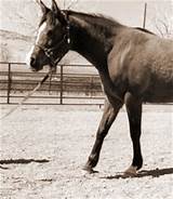 Photos of Lame Horse Treatment