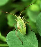 Pictures of Stink Bug Control