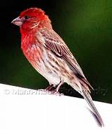 Pictures of Oklahoma House Finch