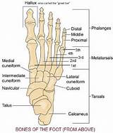 Photos of Anatomy Diagrams For Medical Students