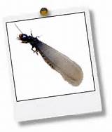 Termite Control Chesapeake Va Images