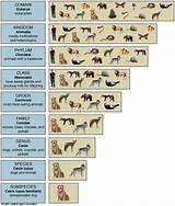 Photos of Termite Scientific Classification