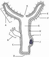 Pictures of Hydraulic Lift Biology