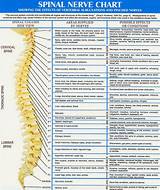 Side Effects Of Pinched Nerve In Lower Back Pictures