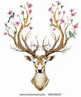 Deer Antlers With Flowers Images
