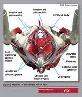 Images of Diagram Of Pelvic Floor Muscles