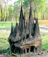Pictures of Termite Mound