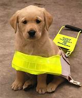 Images of Training Your Dog To Be A Service Animal