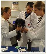 Veterinary School Information Photos