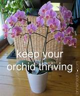 How To Take Care Of Orchids Ice Cubes Pictures
