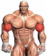 Images of Muscle Exercises Biceps