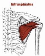 Infraspinatus Muscle Exercises
