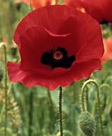 Veterans Poppy Flower Pictures