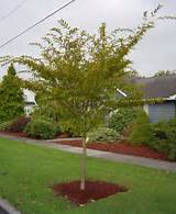 Images of Small Trees For Landscaping