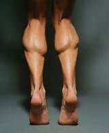 Calf Muscle Exercises For Mass Images