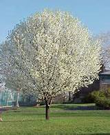 Images of Medium Sized Trees For Front Yard