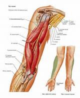 Images of Upper Limb Muscle Strengthening