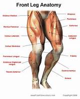 Front Thigh Muscle Exercises Pictures