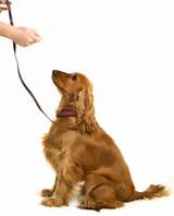 Images of Training A Dog