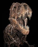 Images of Fossils Of Dinosaurs