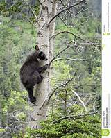 Photos of Bear Cub Climbing Tree