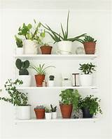 Plants On Wall Shelves Photos