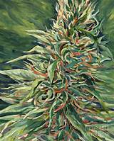 Photos of Marijuana Painting