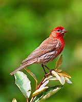 Pictures of House Finch Juvenile Male